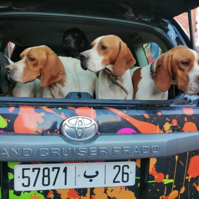 Chiens de chasse entourant les chasseurs de lanatochasse après une battue réussie au sanglier dans les montagnes de Marrakech.